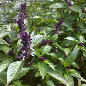 HUILE ESSENTIELLE BASILIC EXOTIQUE