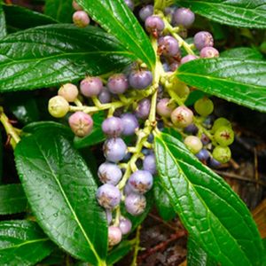 HUILE ESSENTIELLE GAULTHÉRIE ODORANTE