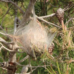 Phéromone processionnaire du pin (Thaumetopea pityocampa)