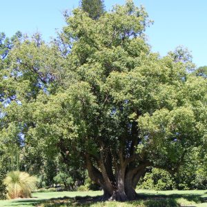 HUILE ESSENTIELLE RAVINTSARE