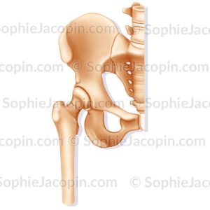 FRACTURE DU COL FÉMORAL