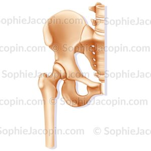 ARTICULATION DE LA HANCHE