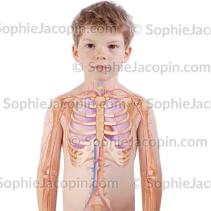 CŒUR POUMONS ENFANT