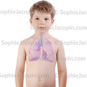 POUMONS TRACHÉE ENFANT