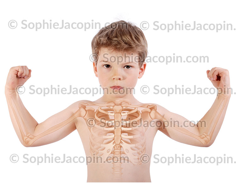 SQUELETTE THORAX ENFANT – Image 3