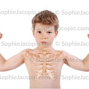 SQUELETTE THORAX ENFANT