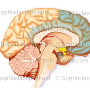 CERVEAU ET PEUR