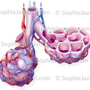 ALVÉOLES PULMONAIRES