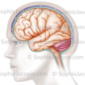 CERVEAU ET MÉNINGES
