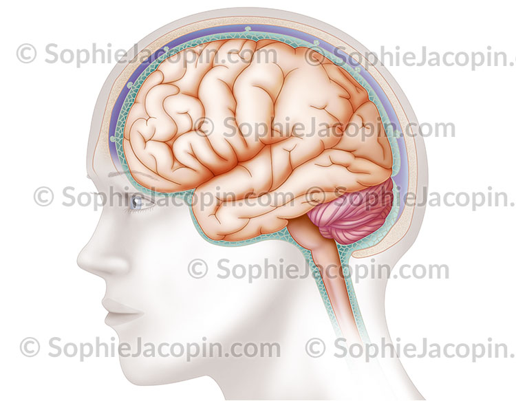 CERVEAU ET MÉNINGES