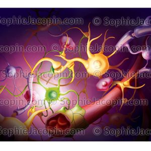 NEURONES ET CELLULES GLIALES