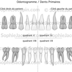 ODONTOGRAMME DENTS PRIMAIRES