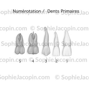 DENTS PRIMAIRES