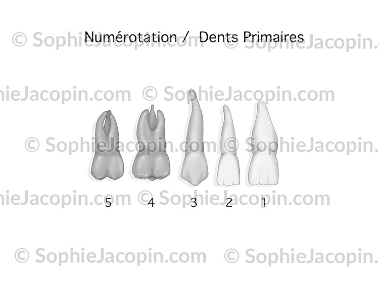 DENTS PRIMAIRES – Image 2