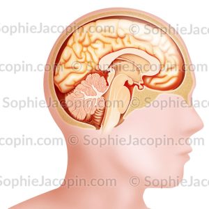 COUPE SAGITTALE MÉDIANE DU CERVEAU