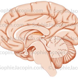 COUPE SAGITTALE DU CERVEAU