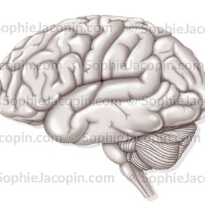 HÉMISPHÈRE GAUCHE DU CERVEAU