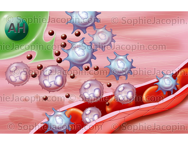 CICATRISATION STIMULATION IMMUNITAIRE