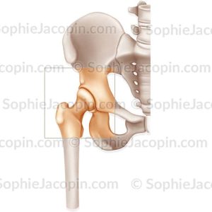 ARTICULATION DE LA HANCHE