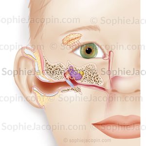 ANATOMIE OREILLE ENFANT