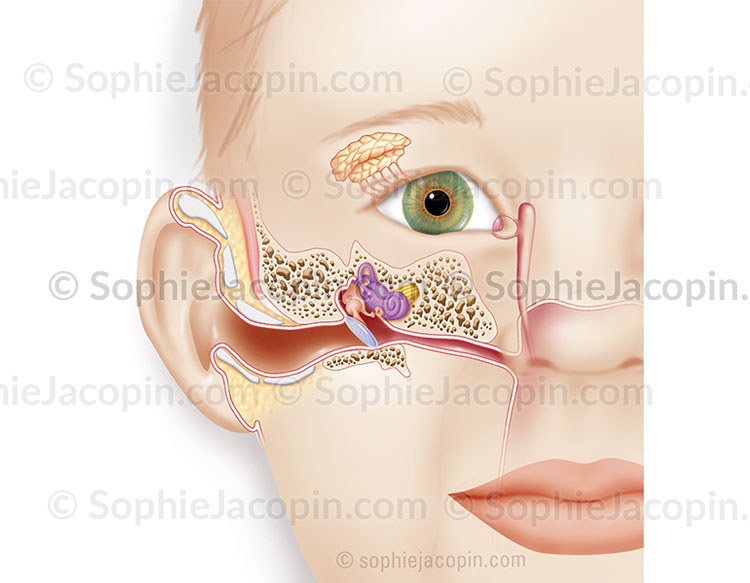 ANATOMIE OREILLE ENFANT