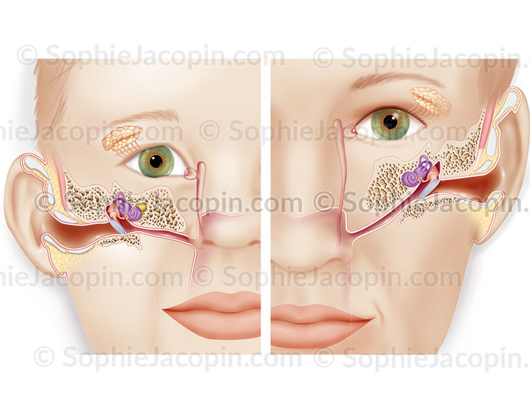 ANATOMIE OREILLE ENFANT – Image 3