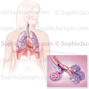APPAREIL RESPIRATOIRE