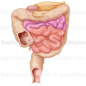 CAECUM-ILÉON-JÉJUNUM-NOURRISSON