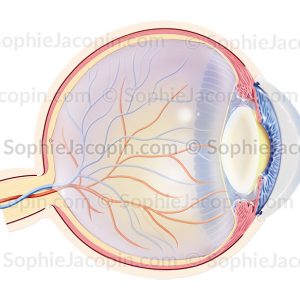 CATARACTE-PATHOLOGIE OCULAIRE