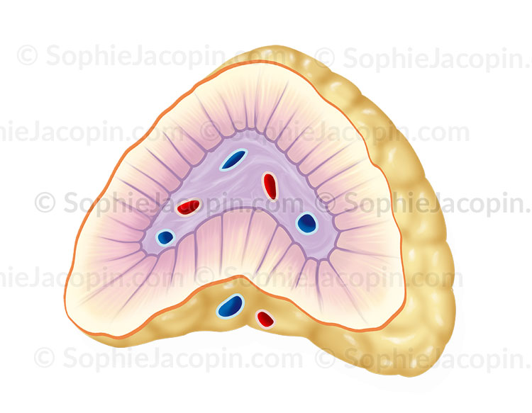 GLANDE SURRÉNALE EN COUPE – Image 2