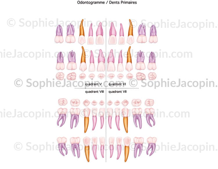 ODONTOGRAMME DENTS PRIMAIRES