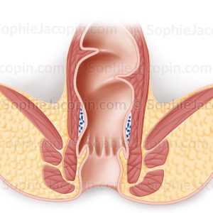 RECTUM-ANATOMIE
