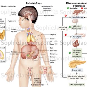 SYSTÈME ENDOCRINIEN ENFANT