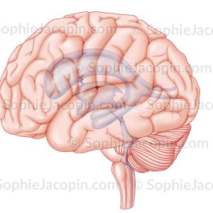 VENTRICULES DU CERVEAU