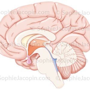 VENTRICULES ET HYPOPHYSE